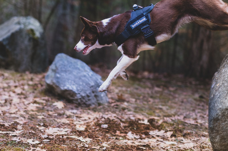 Julius k9 outlet harness for staffy