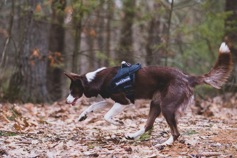 IDC® Stealth Tactical Dog Harness - Julius K9 UK