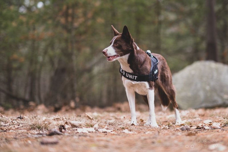 Julius-K9® IDC® Stealth® Powerharness with Cobra®buckles Review | Dog Gear Review