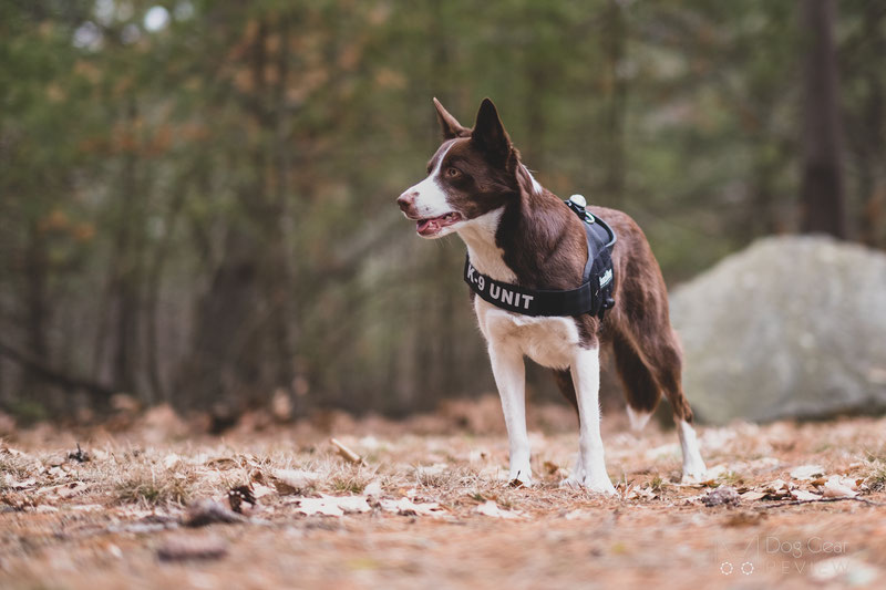 Julius-K9® IDC® Stealth® Powerharness with Cobra®buckles Review