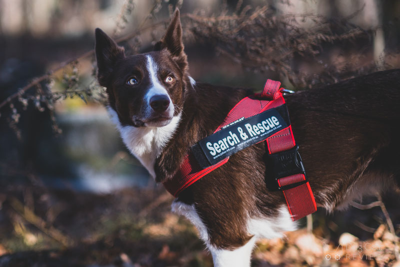 Julius-K9 IDC® Color & Gray Belt Harness Review | Dog Gear Review