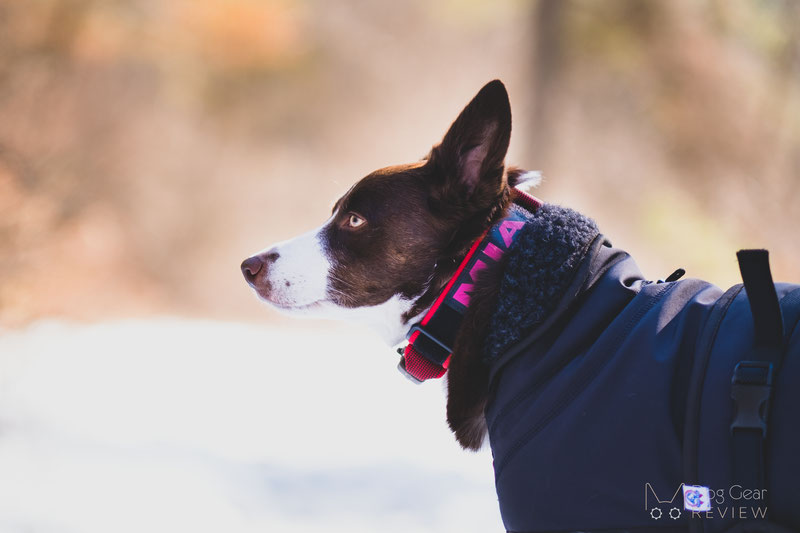 Julius-K9 Color & Gray® Leash and Collar Reviews | Dog Gear Review