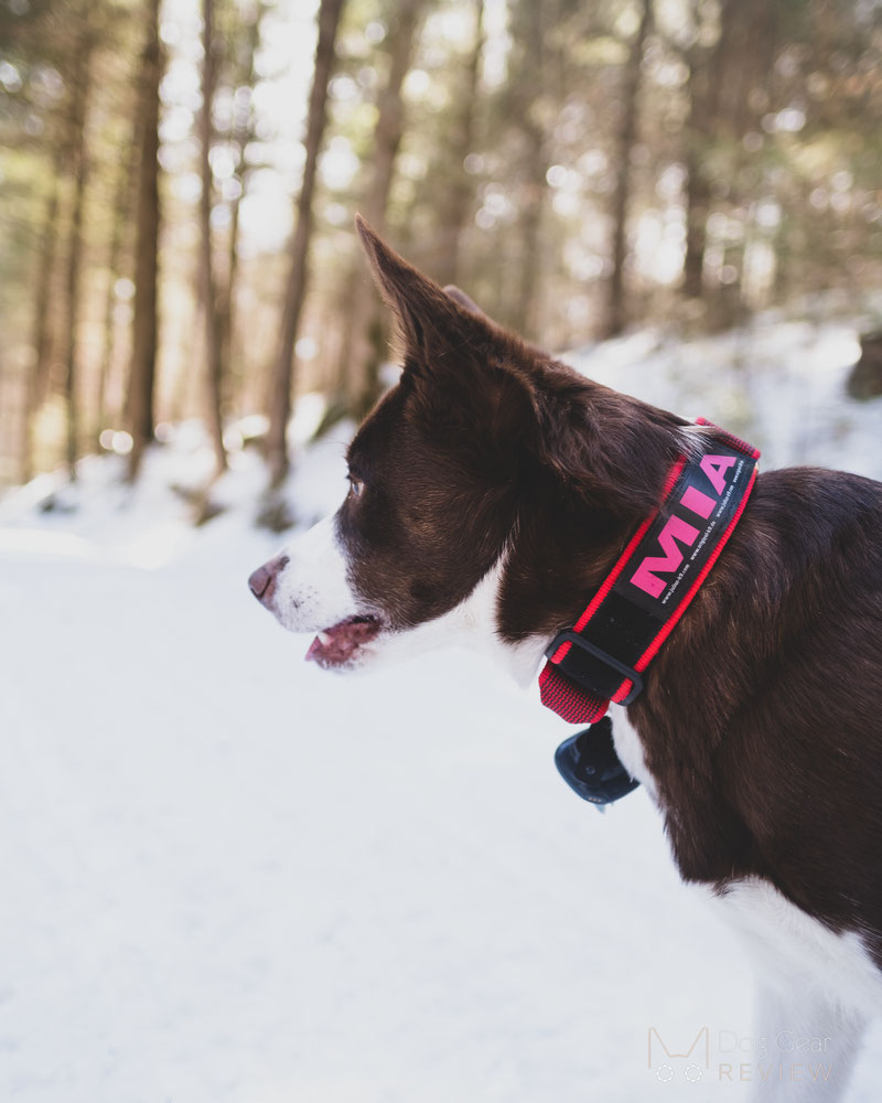 Julius-K9 Color & Gray® Leash and Collar Reviews | Dog Gear Review