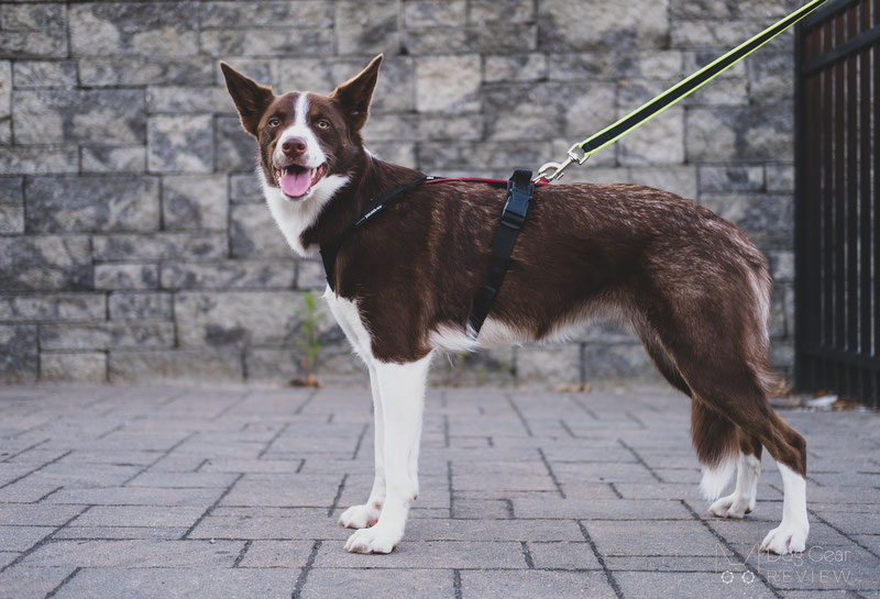 Julius-K9 Hard Dog Race® Harness Review | Dog Gear Review
