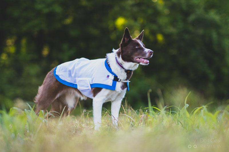 Saratoga Horseworks K9 Kooling Coat Review | Dog Gear Review