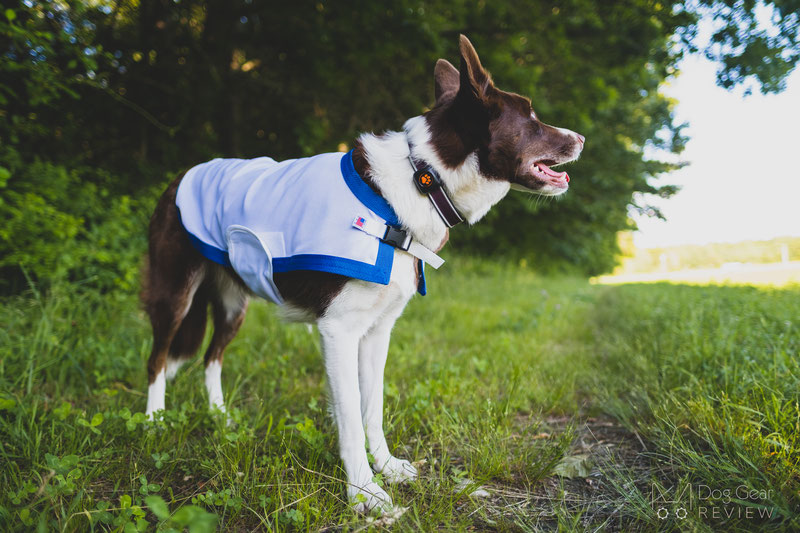 Saratoga Horseworks K9 Kooling Coat Review | Dog Gear Review