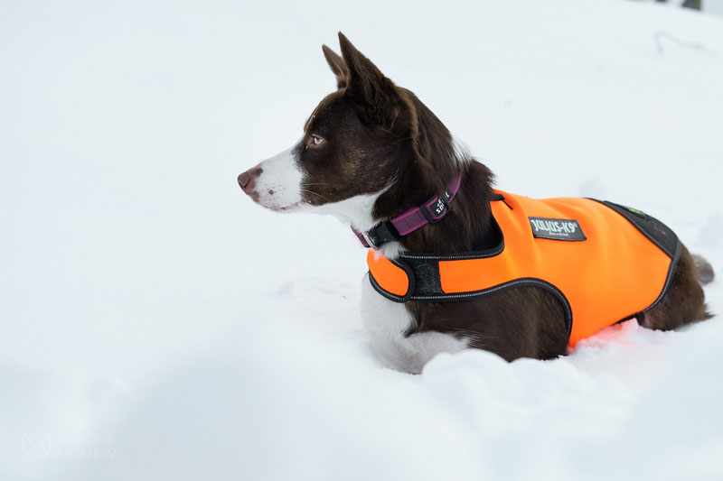 Julius-K9 Neoprene Dog Jacket Review | Dog Gear Review