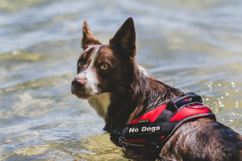 Julius-K9 IDC® Powair Summer Harness Review | Dog Gear Review