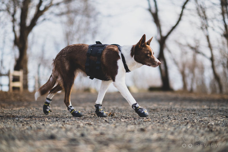 KaiPets Boots Review | Dog Gear Review
