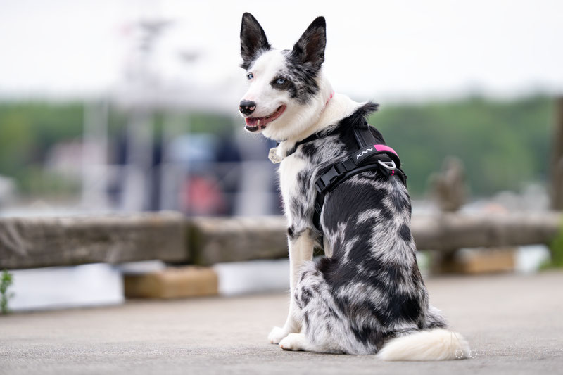 KNN Carbon Harness Review | Dog Gear Review