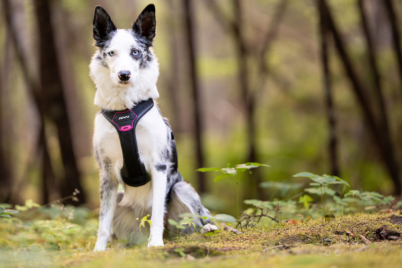 KNN Carbon Harness Review | Dog Gear Review