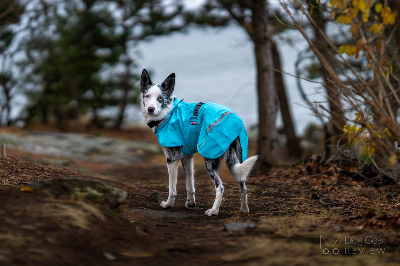 Pomppa KuoriPomppa Review | Dog Gear Review