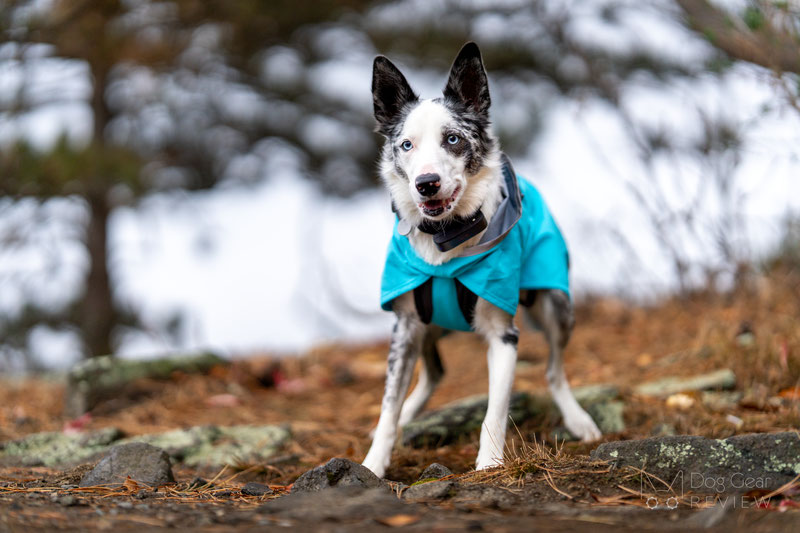 Pomppa KuoriPomppa Review | Dog Gear Review