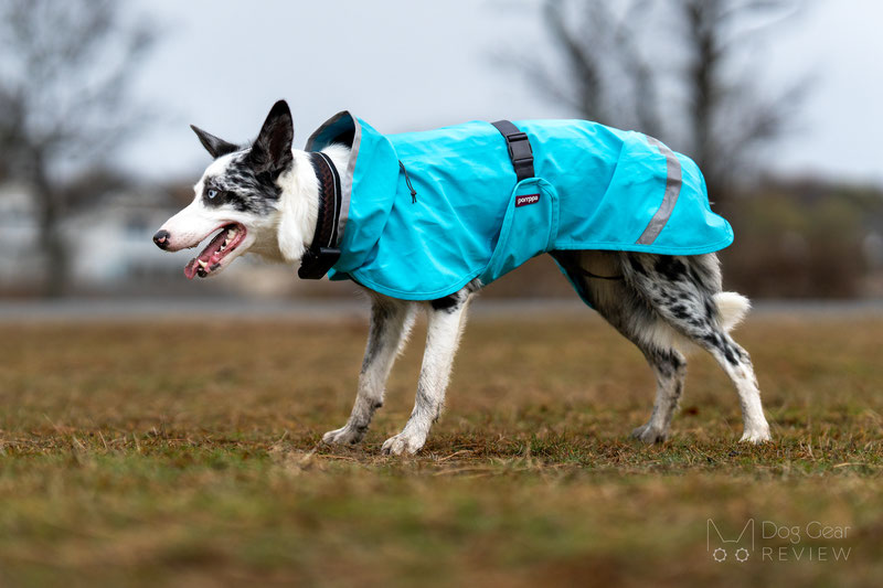 Pomppa KuoriPomppa Review | Dog Gear Review