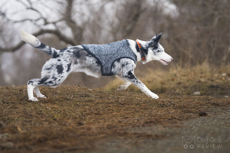 Kurgo K9 Core Sweater Review | Dog Gear Review