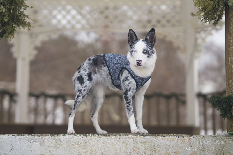 Kurgo K9 Core Sweater Review | Dog Gear Review