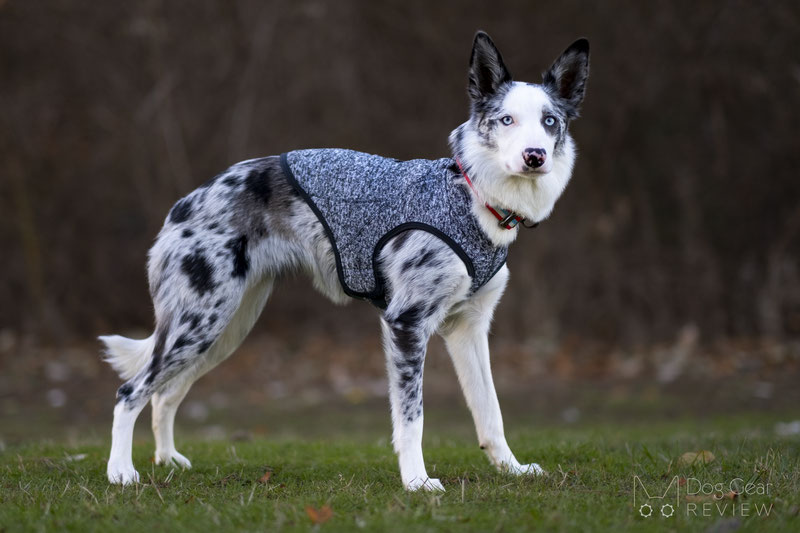 Kurgo K9 Core Sweater Review | Dog Gear Review