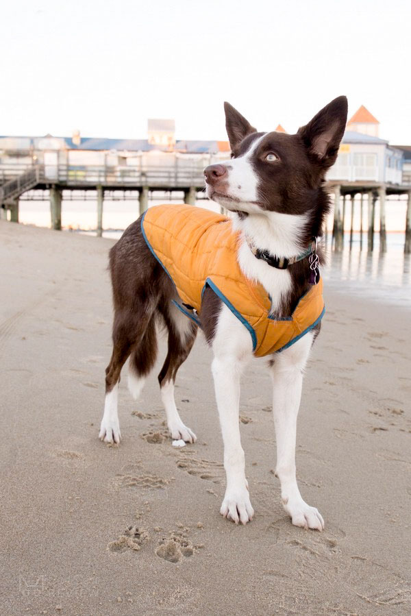 Kurgo loft hotsell winter dog jacket