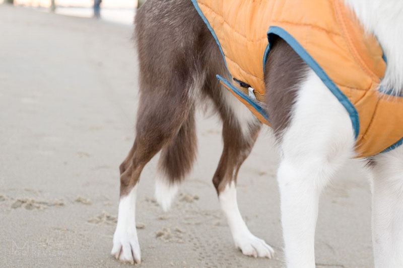 Kurgo Loft Jacket Review | Dog Gear Review