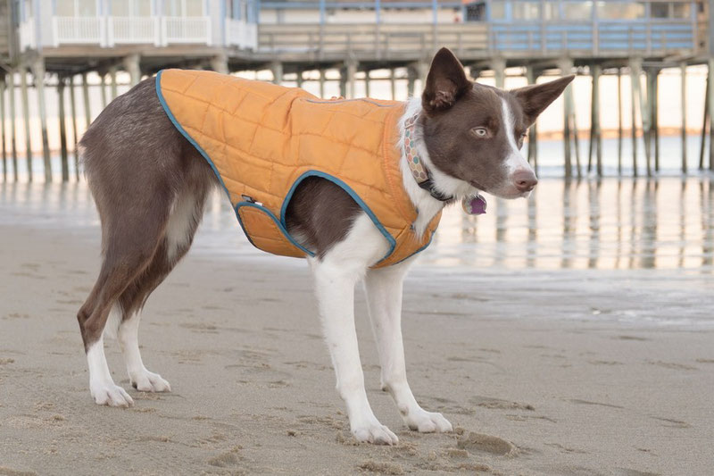 Kurgo loft shop winter dog jacket