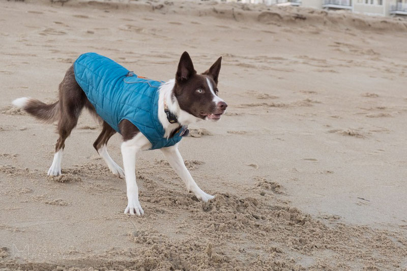 Kurgo Loft Jacket Review | Dog Gear Review