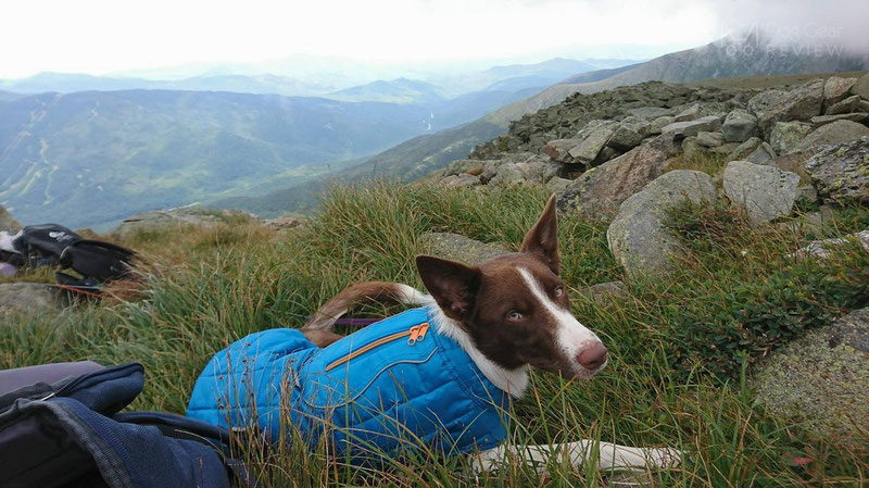 Kurgo Loft Jacket Review | Dog Gear Review