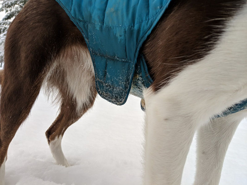 Kurgo Loft Jacket Review | Dog Gear Review