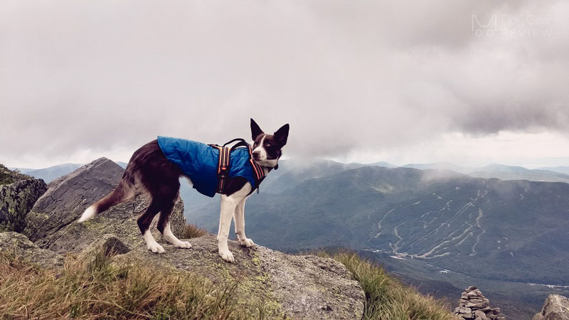 Kurgo Loft Jacket Review Dog Gear Review