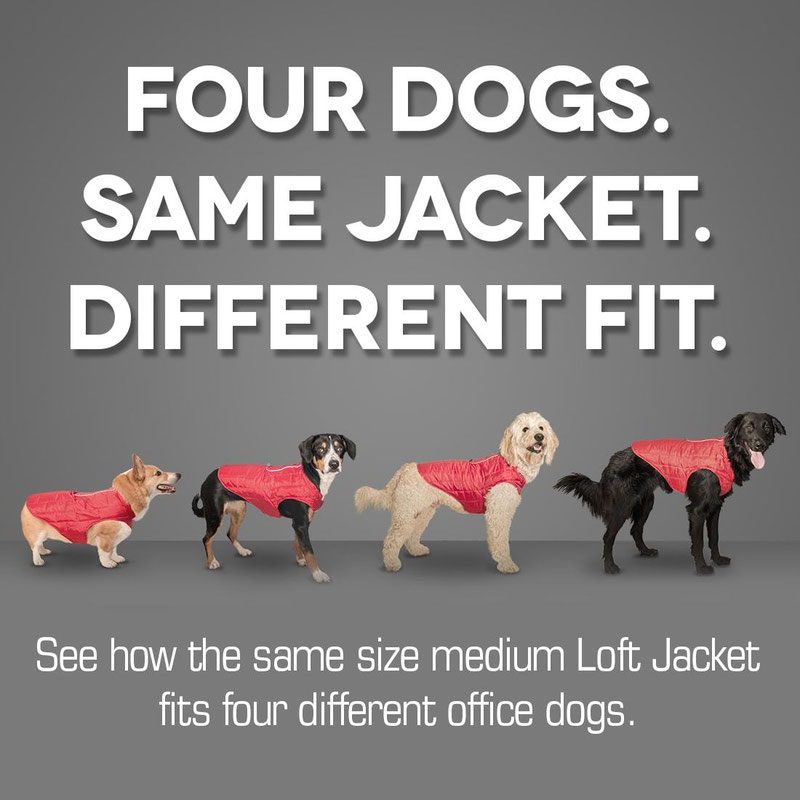 Kurgo Loft Jacket Review | Dog Gear Review