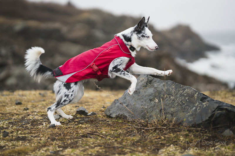  Kurgo North Country Dog Coat Review | Dog Gear Review