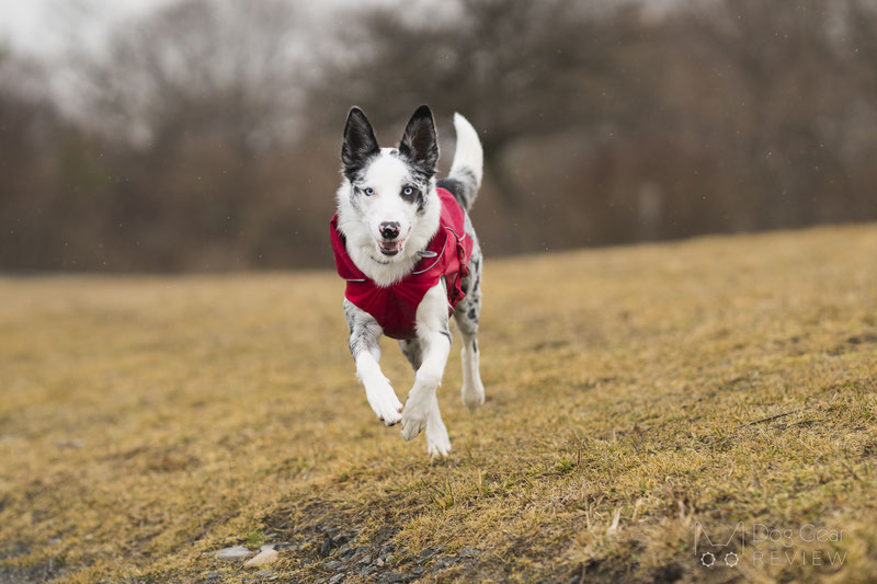  Kurgo North Country Dog Coat Review | Dog Gear Review