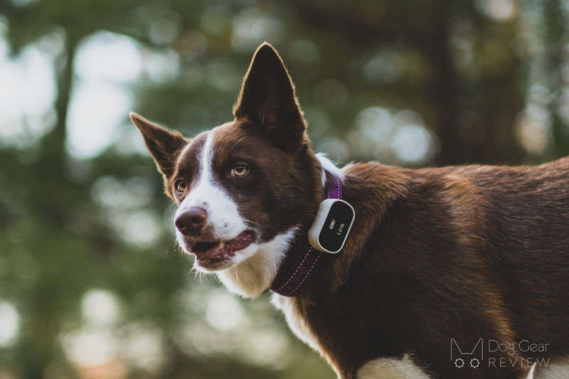 Link Activity and Location Tracker Review | Dog Gear Review