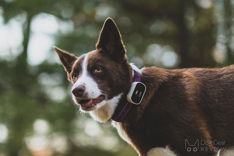 Link gps 2025 dog collar reviews