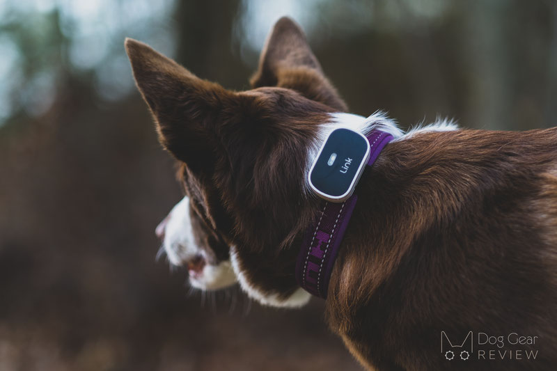 Link akc smart collar review best sale