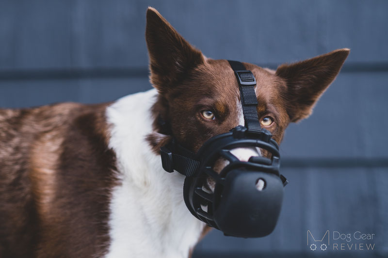 Best muzzle to 2024 stop dog scavenging