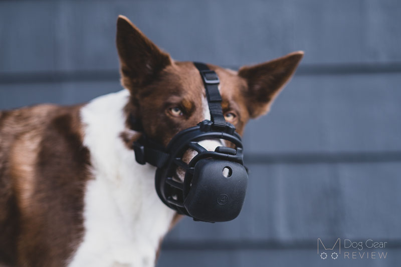 Review of the LuckyPaw Muzzle with a Removable Slow Feeder | Dog Gear Review