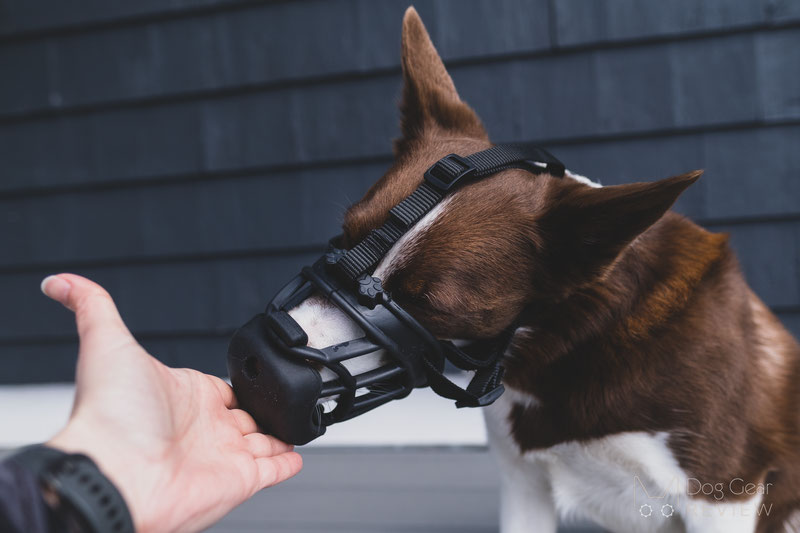 Review of the LuckyPaw Muzzle with a Removable Slow Feeder | Dog Gear Review