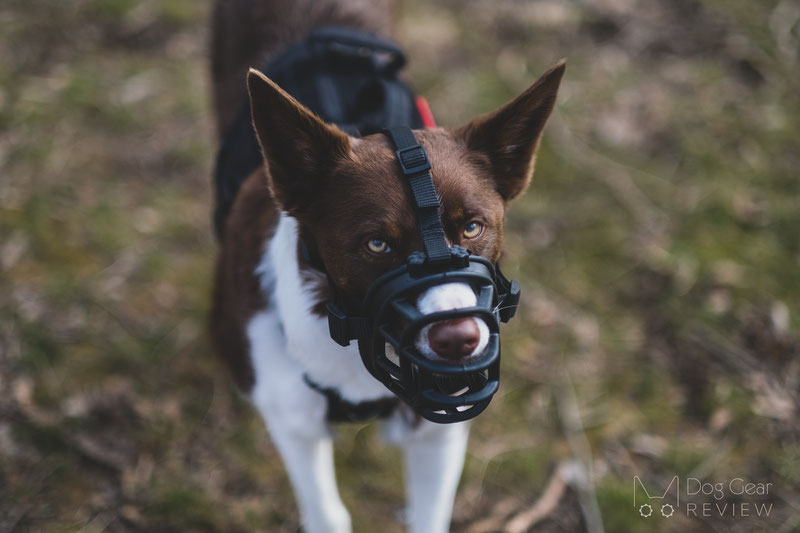 Review of the LuckyPaw Muzzle with a Removable Slow Feeder | Dog Gear Review