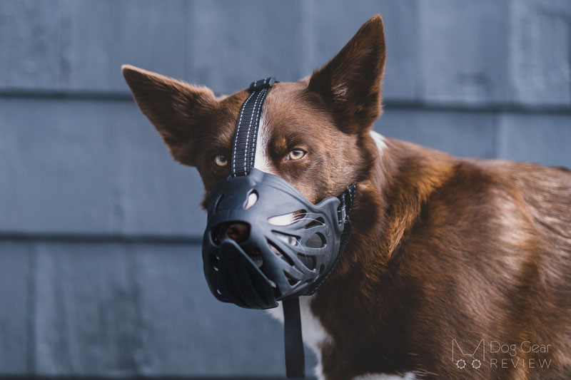 Review of the LuckyPaw Muzzle with Movable Front Strap | Dog Gear Review