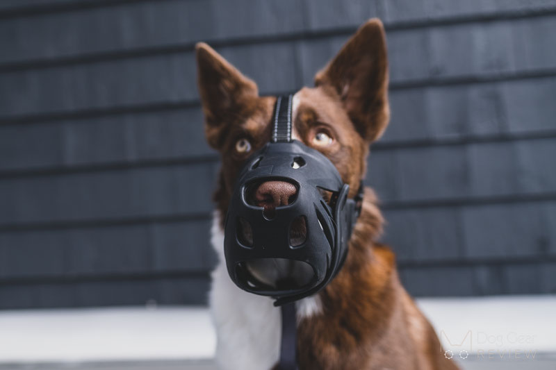 Review of the LuckyPaw Muzzle with Movable Front Strap | Dog Gear Review