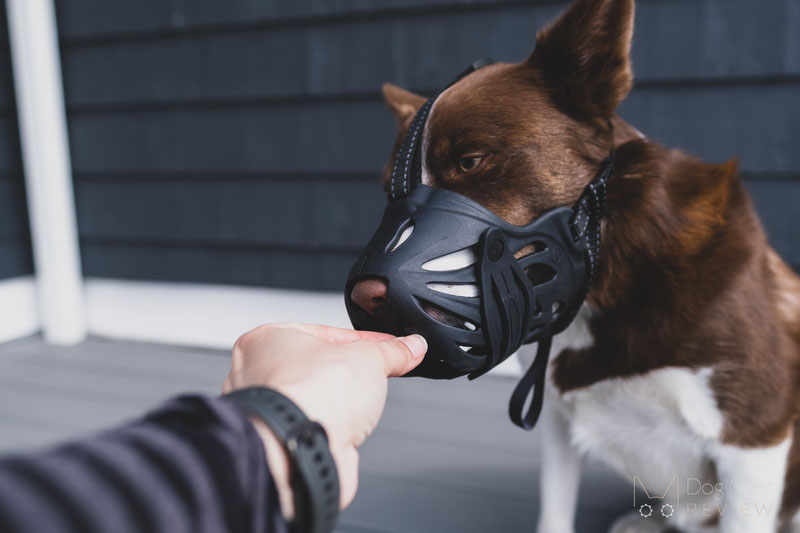 Review of the LuckyPaw Muzzle with Movable Front Strap | Dog Gear Review