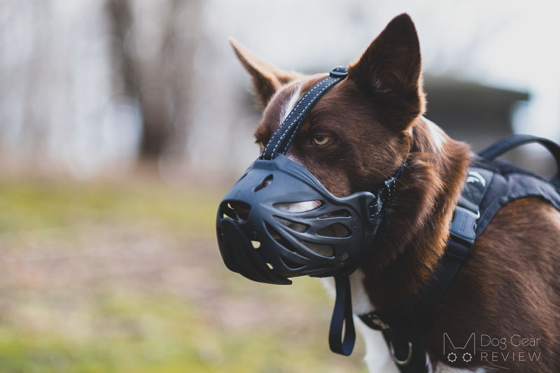 Review of the LuckyPaw Muzzle with Movable Front Strap | Dog Gear Review