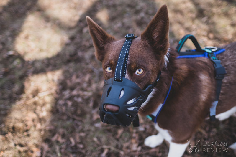 Review of the LuckyPaw Muzzle with Movable Front Strap | Dog Gear Review