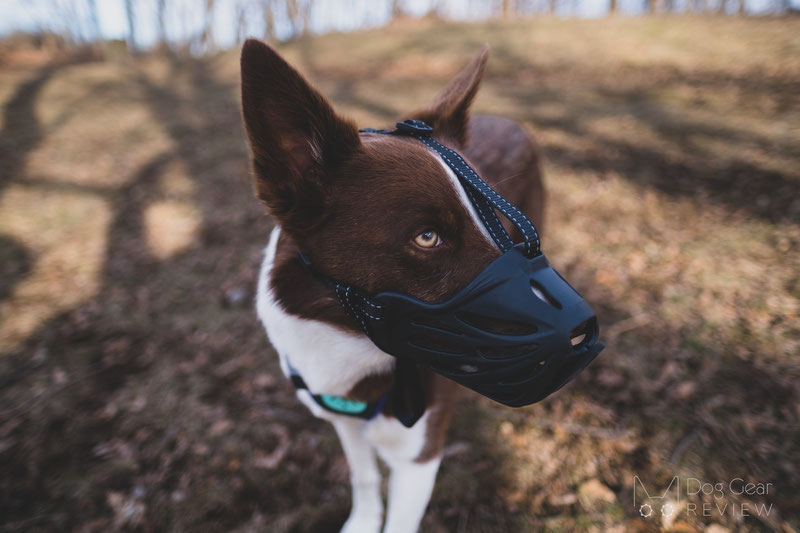 Review of the LuckyPaw Muzzle with Movable Front Strap | Dog Gear Review