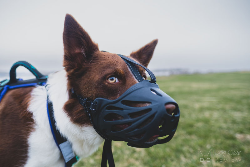 Review of the LuckyPaw Muzzle with Movable Front Strap | Dog Gear Review