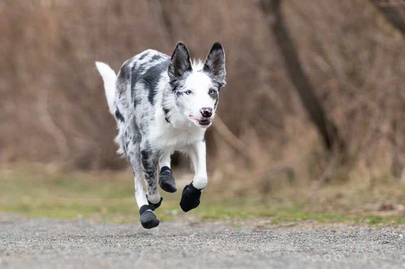 Lumac Foot Armour Booties Review | Dog Gear Review