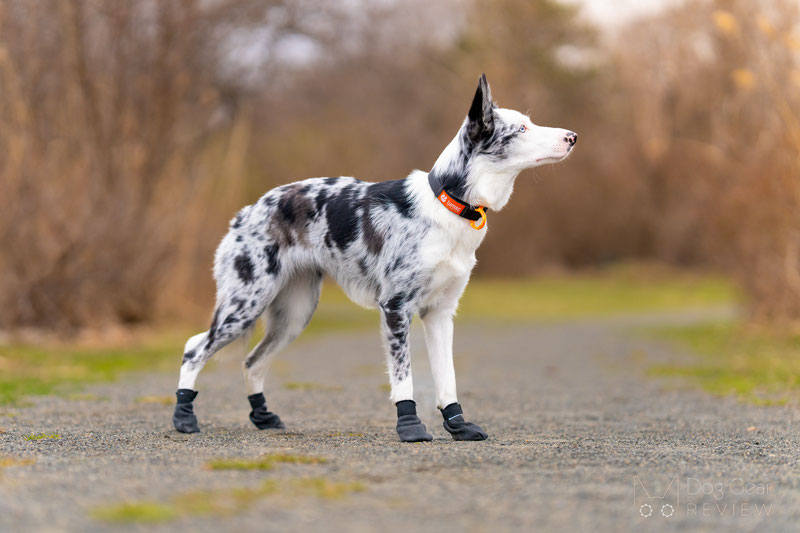 Lumac Foot Armour Booties Review | Dog Gear Review