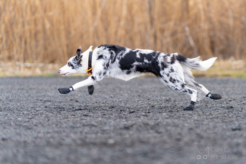 Lumac Foot Armour Booties Review | Dog Gear Review