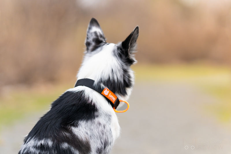 Lumac ECO Leash and nOring Collar Review | Dog Gear Review