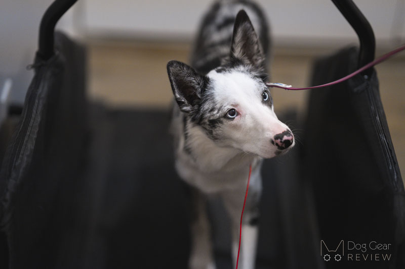 Maximum Canine Dog Runner Tracks Treadmill Review | Dog Gear Review